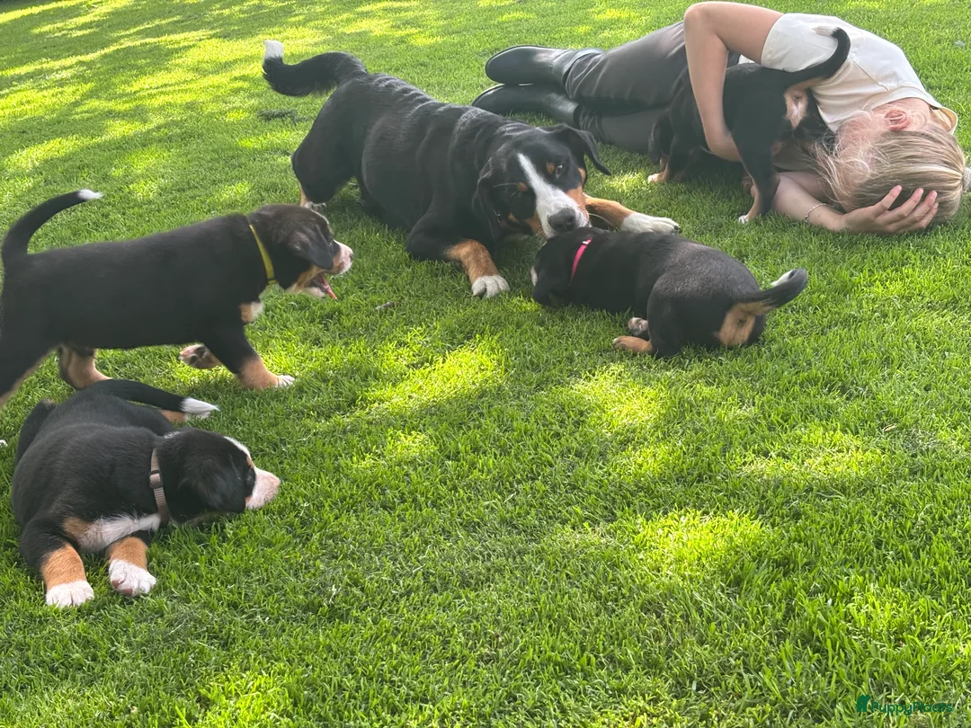 Appenzeller Sennenhond honden te koop: Lieve puppy’s  in Kruiningen - Advertentie 10