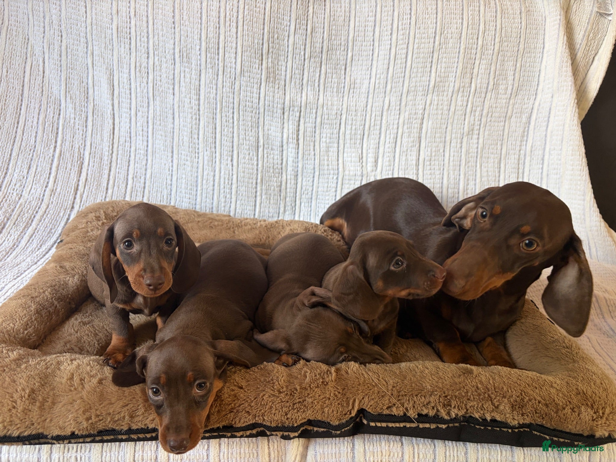Teckel (korthaar)  honden Dwerg bruin tan teckel pupjes. - Advertentie 2