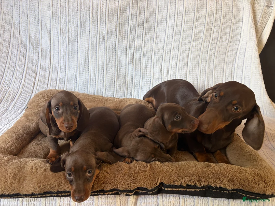 Teckel (korthaar)  honden te koop: Dwerg bruin tan teckel pupjes. - Advertentie 2