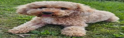 Cockapoo honden te koop: Cockapoo  in Heerhugowaard - Advertentie 9