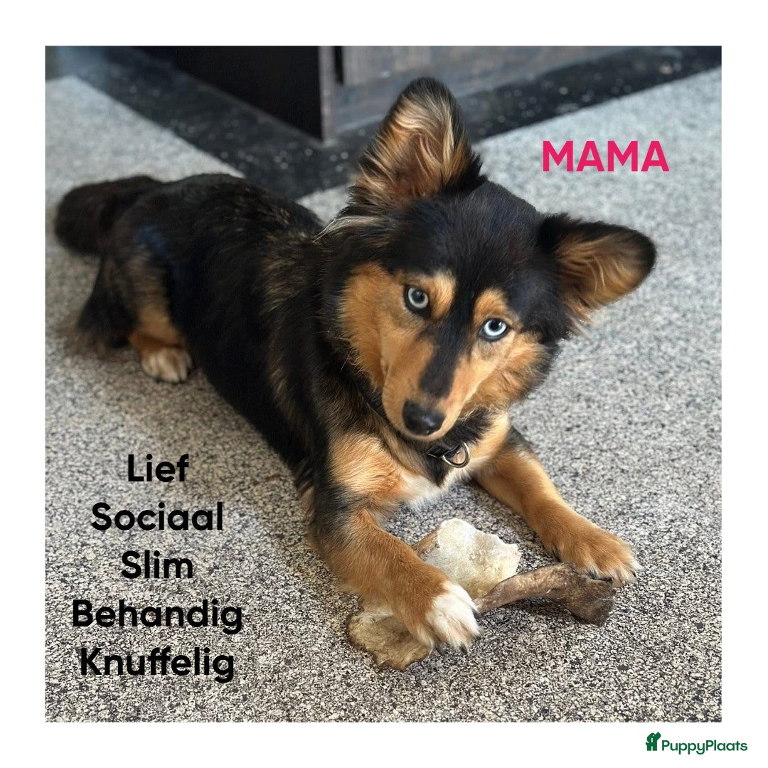 Kruising honden Unieke kruising met populaire rassen! - Advertentie 2