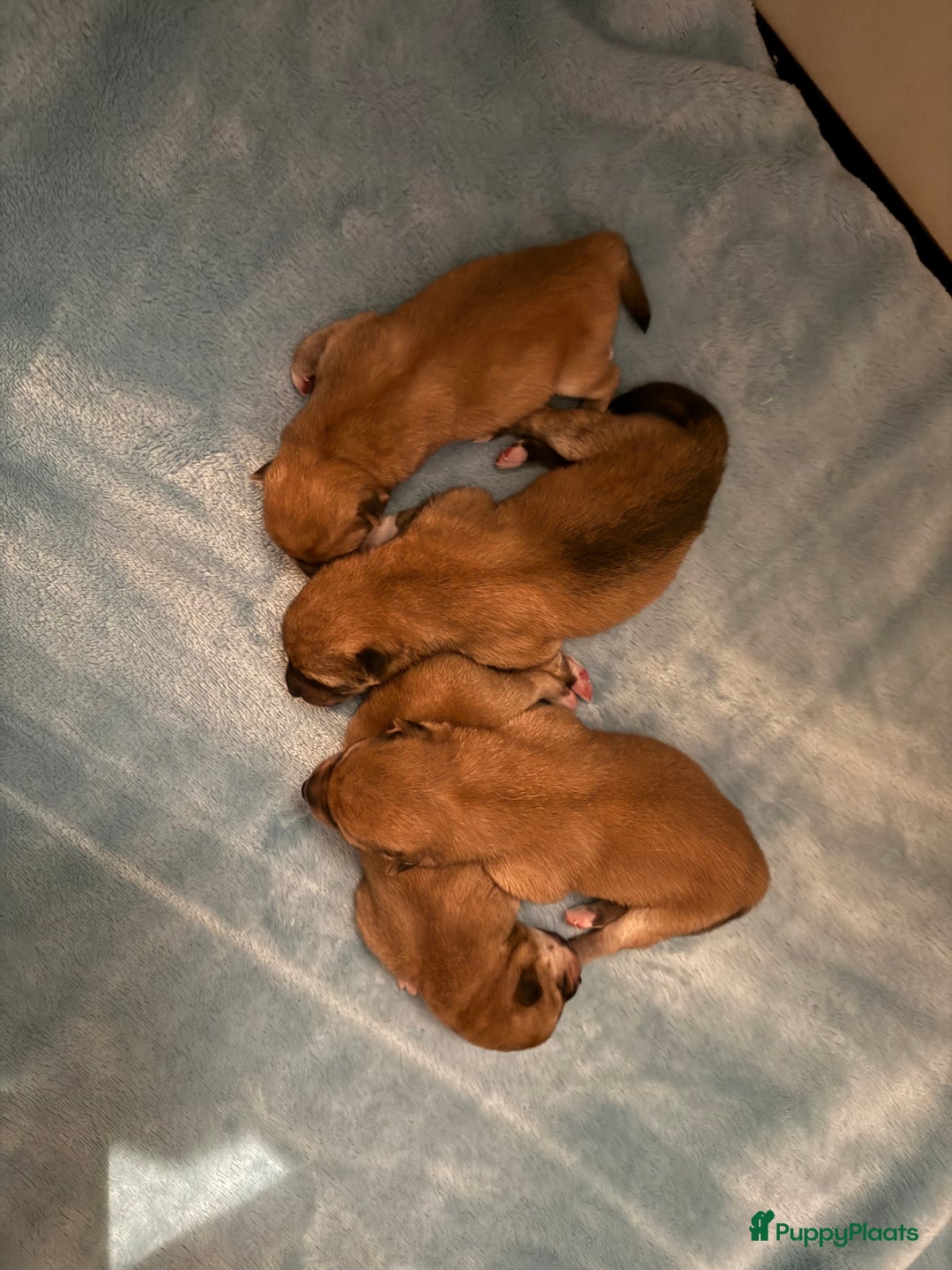 Shiba honden te koop: Shiba pups geboren uit geteste ouders - Advertentie 11