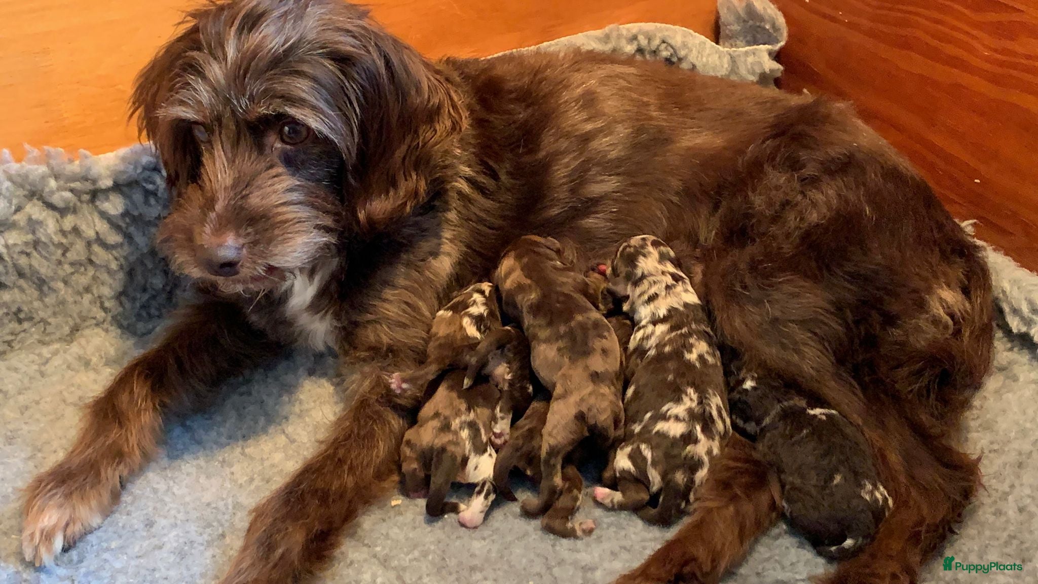 Labradoodle honden 6 prachtige Labradoodle puppy’s beschikbaar - Advertentie 4