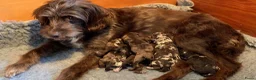 Labradoodle honden te koop: 6 prachtige Labradoodle puppy’s beschikbaar - Advertentie 1