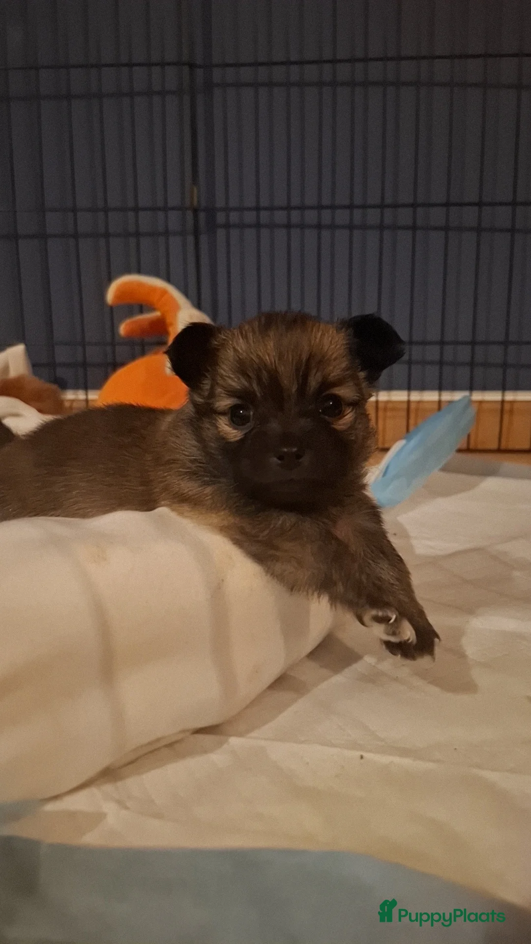 Pomchi honden te koop: Nog 1 mooi meisje over  - Advertentie 1