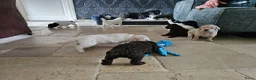 Kruising honden te koop: Wit medium doodle teefje!! - Advertentie 25