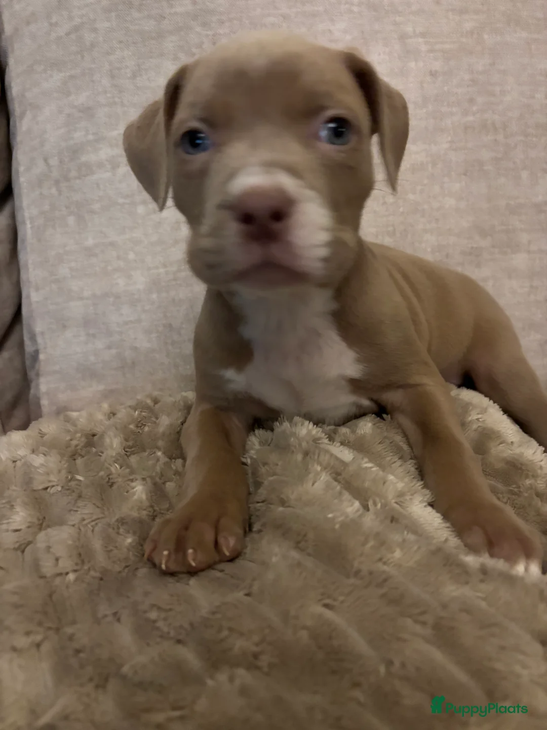 Amerikaanse Bully honden te koop: Amerikaanse bully xl - Advertentie 5