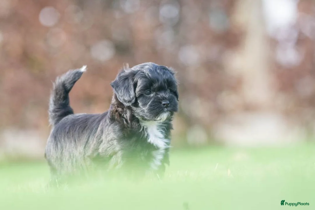 Shihpoo honden te koop: mooie kleinblijvende shihpoo doodle mini  - Advertentie 19