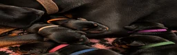 Dobermann honden te koop: Dobermann pups  - Advertentie 7