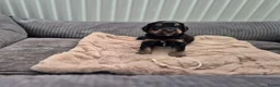 Bernedoodle honden te koop: Medium Bernedoodle - Advertentie 6