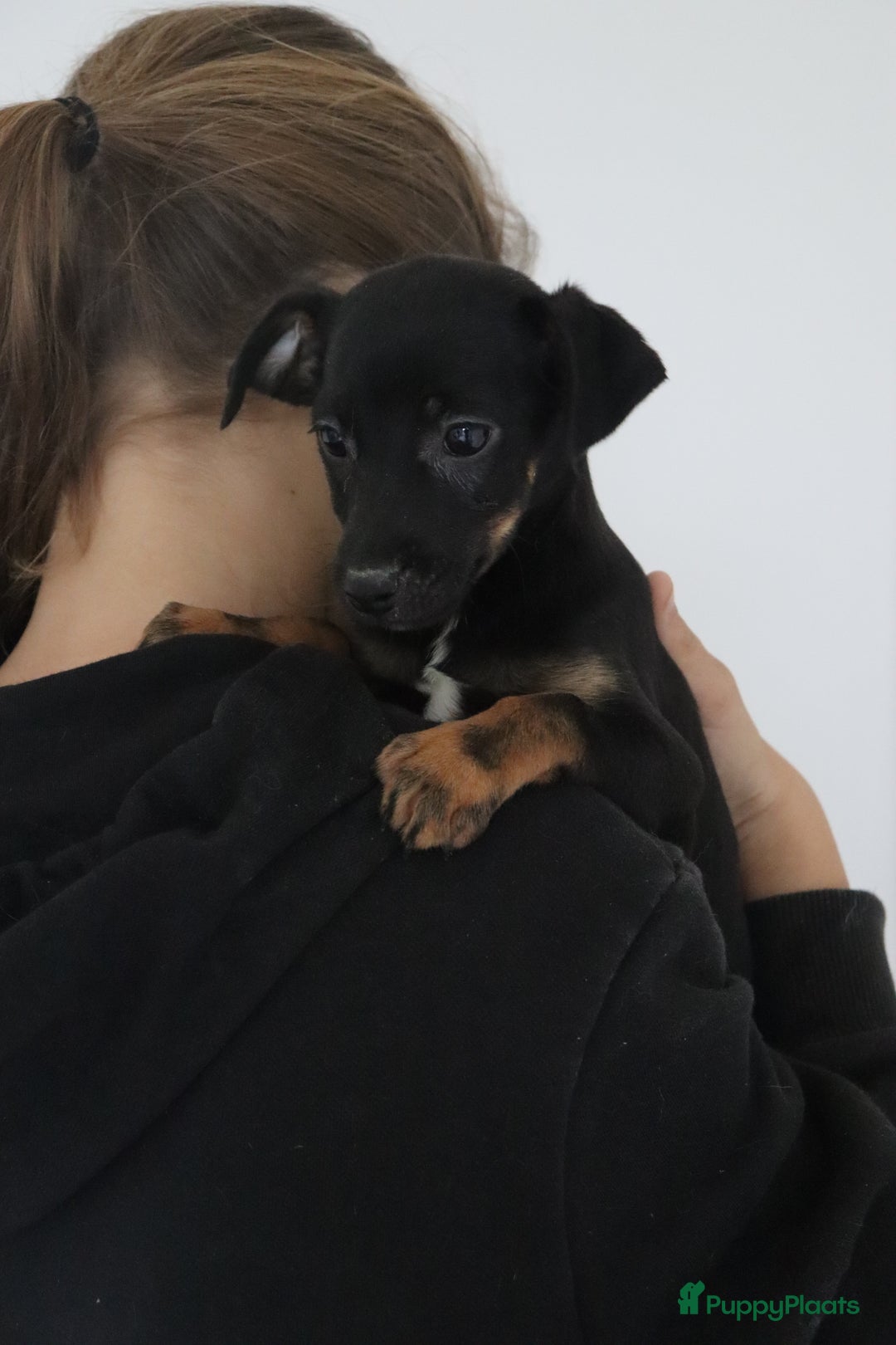 Jack Russel Terriër honden te koop: lieve Jack Russel pups  - Advertentie 24