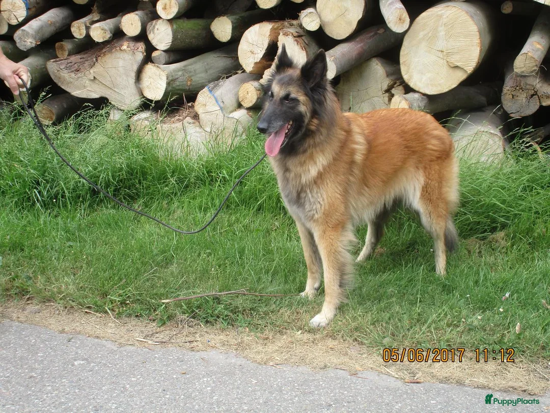 Galerij afbeelding {{count}}