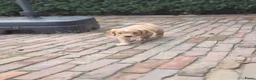 Engelse Cocker Spaniel honden te koop: Workingcocker spaniel pups te koop - Advertentie 8