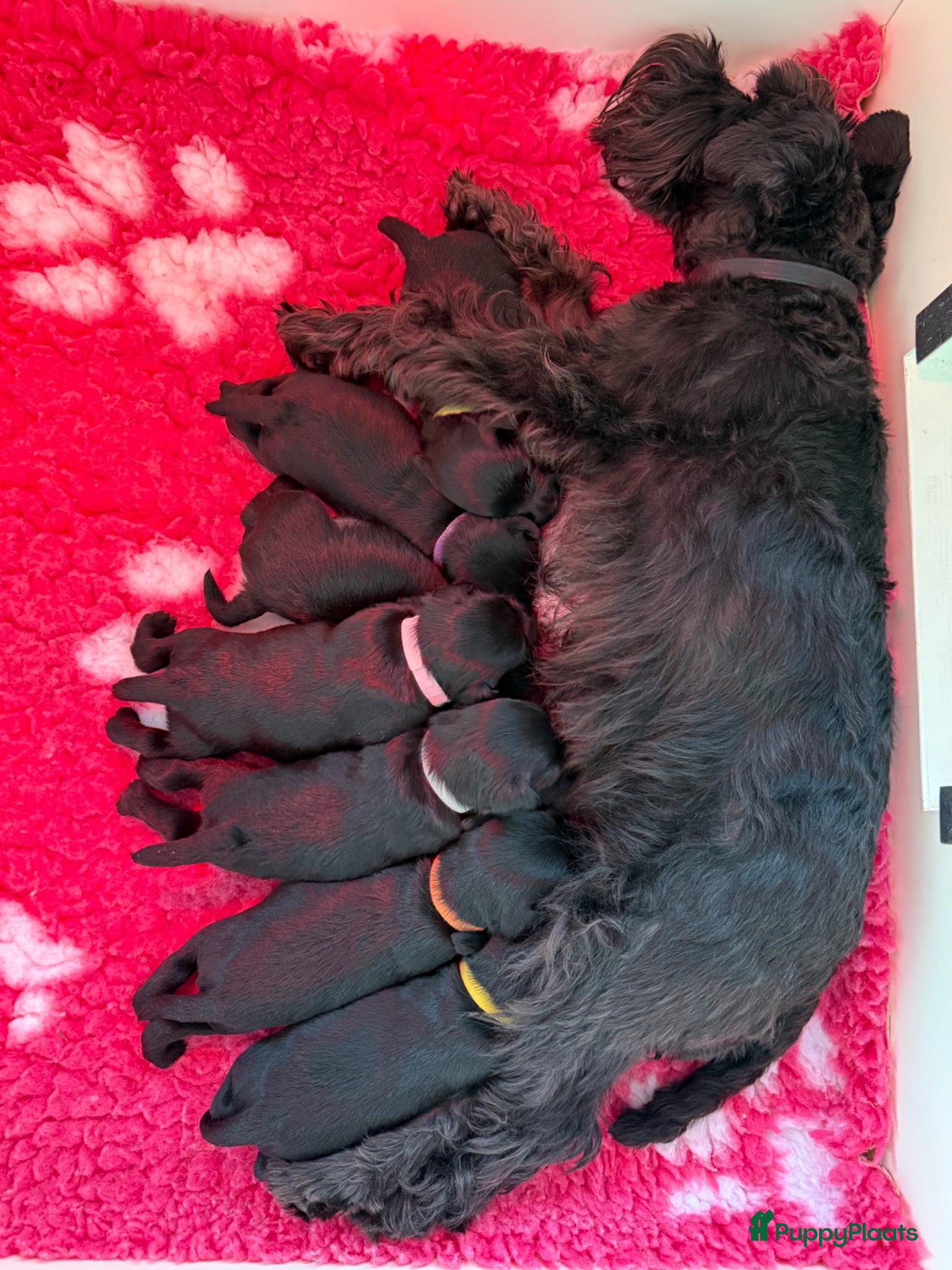 Dwergschnauzer honden Dwergschnauzer zwart  - Advertentie 2