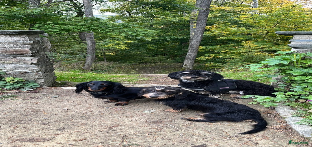 Galerij afbeelding {{count}}