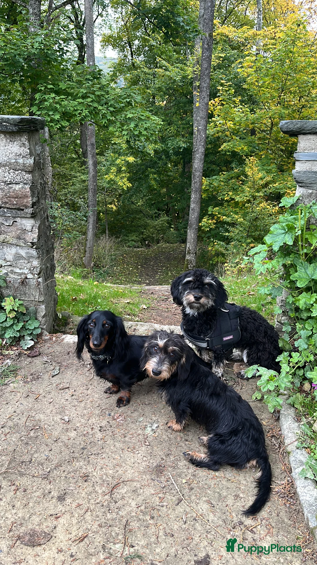 Galerij afbeelding {{count}}