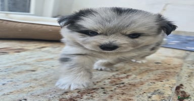 Pomsky honden - Advertentie 4