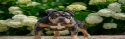 Amerikaanse Bully honden ter dekking: American Bully pocket dekreu  - Advertentie 6