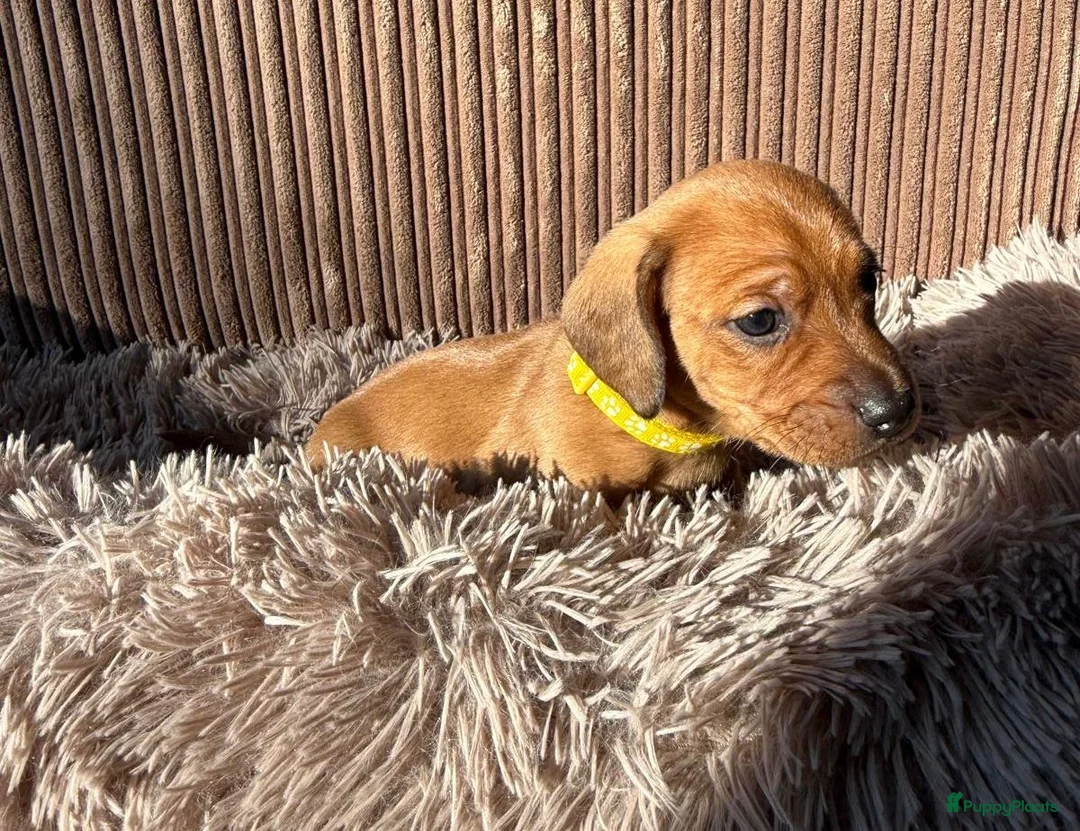 Teckel (korthaar)  honden te koop: Teckel pups - Advertentie 9