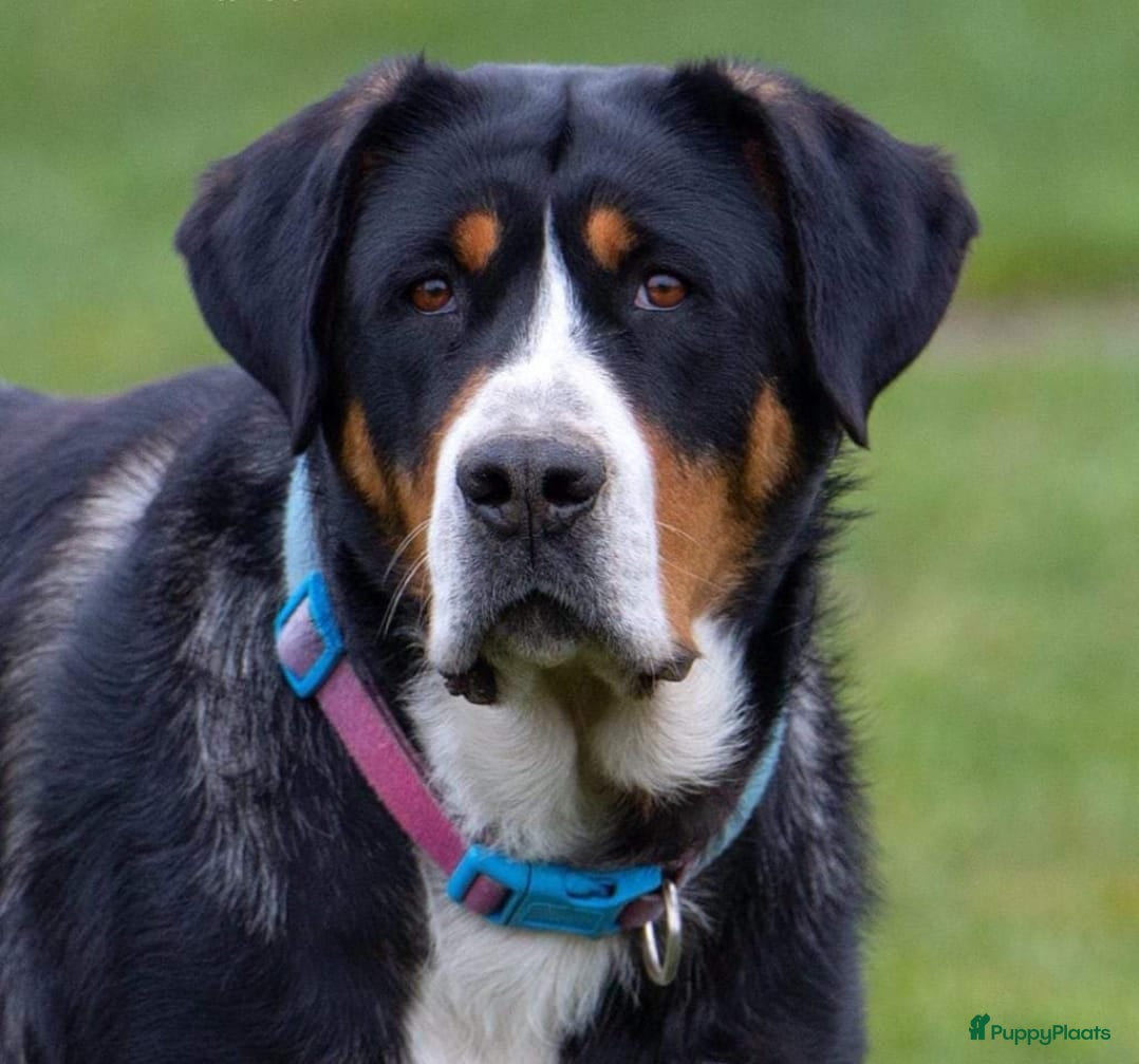 Grote Zwitserse Sennenhond honden Grote Zwitserse Sennenhond pups, raszuiver - Advertentie 19