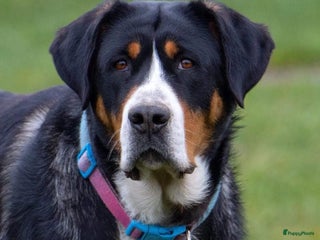 Grote Zwitserse Sennenhond honden Grote Zwitserse Sennenhond pups, raszuiver - Advertentie 3