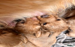 Kruising honden te koop: Bijzonder mooie combi: Toller X Teckel kruising, - Afbeelding 4