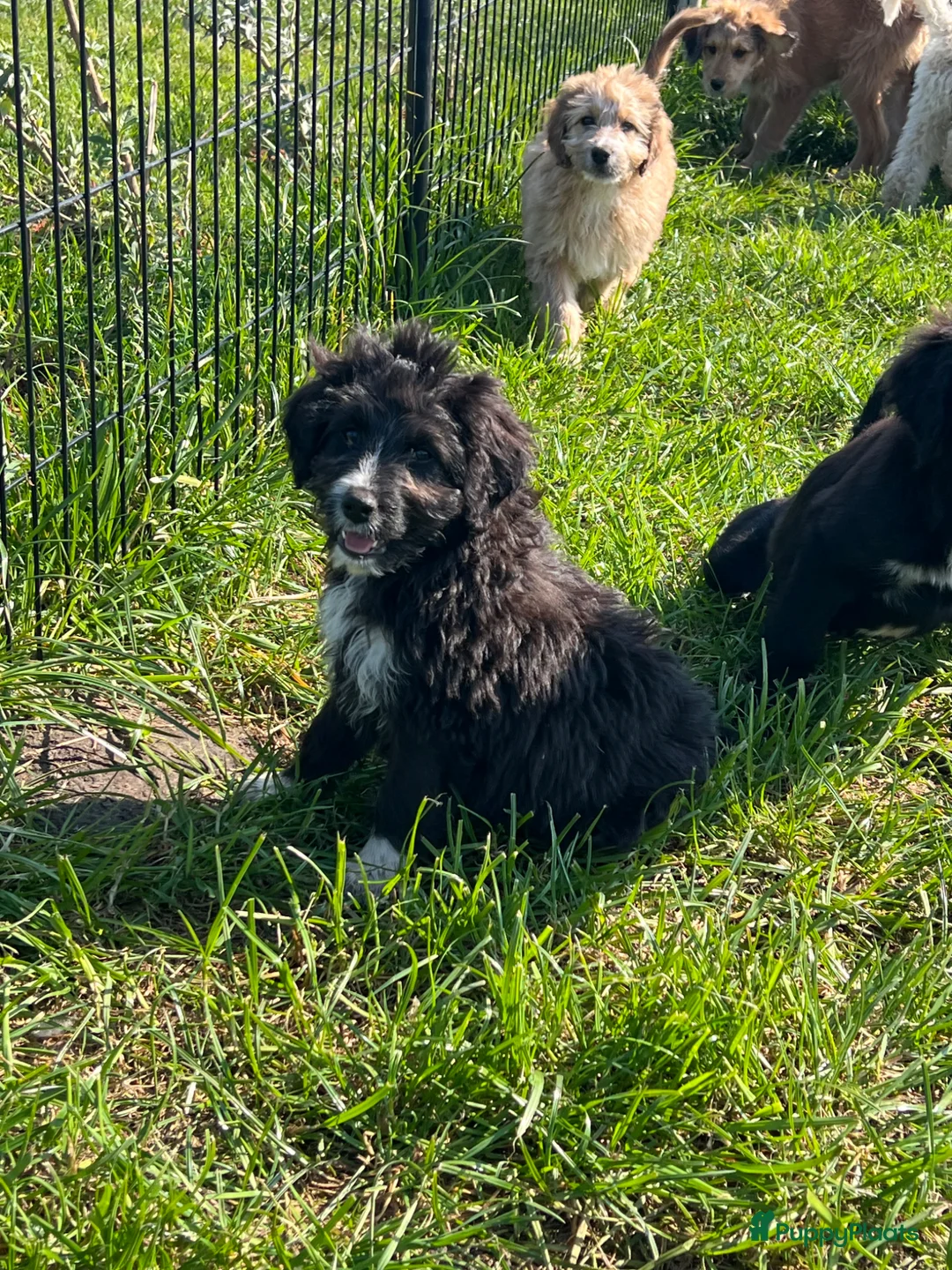 Kruising honden te koop: Super lieve aussidoodle pups  - Advertentie 9