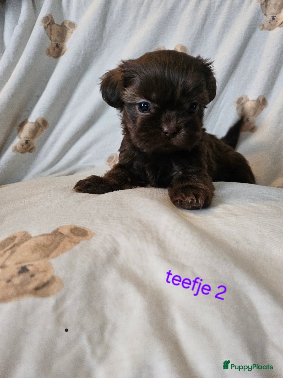 Shih Tzu honden te koop: Laatste Mooie shih tzu reutje - Advertentie 11