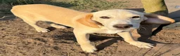 Kruising honden te koop: Jacco - Advertentie 10