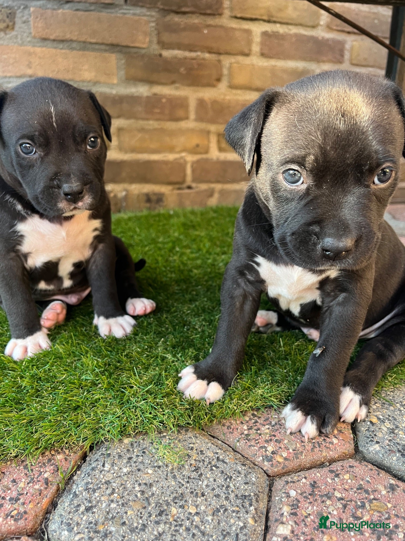 American Staffordshire Terriër honden American Staffordshire Terrier 9 gezonde pups - Advertentie 1