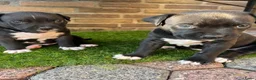 American Staffordshire Terriër honden te koop: American Staffordshire Terrier 9 gezonde pups - Advertentie 1