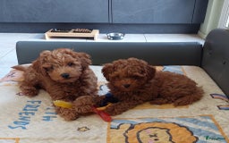 Poedel Toy honden te koop: Te koop Toy Poedels met FCI stamboom in Alblasserdam - Afbeelding 11