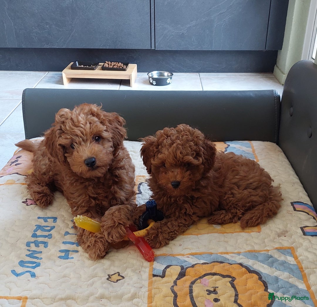 Poedel Toy honden te koop: Te koop Toy Poedels met FCI stamboom in Alblasserdam - Afbeelding 11