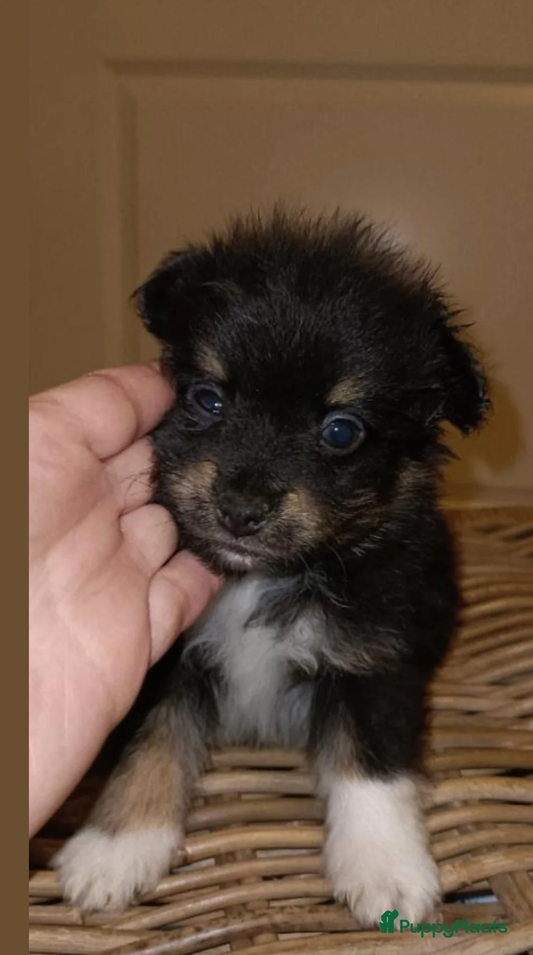 Kruising honden te koop: Chihuahua mix pups  - Advertentie 4