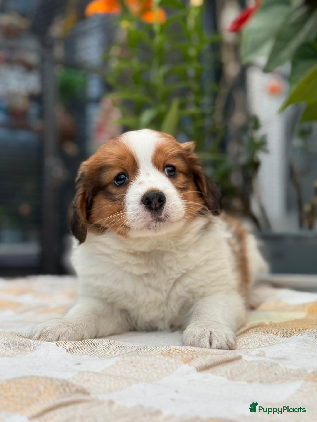 Kooikerhondje honden te koop: Schitterende kooikerhondje pups  - Advertentie 8