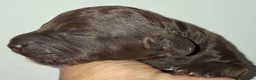 Spaanse Waterhond honden te koop: Spaanse Waterhond pups geboren Bruin, Zwart & Bont - Advertentie 3