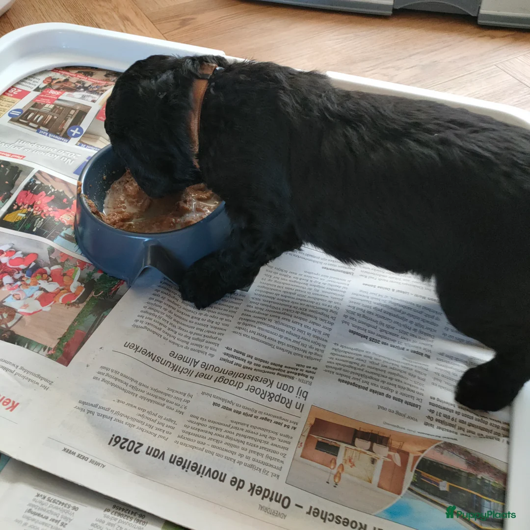 Labradoodle honden te koop: Labradoodle pups - Advertentie 6