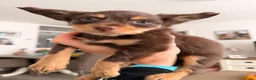 Russische Toy Terriër honden te koop: Rusky Toy pups  - Advertentie 9