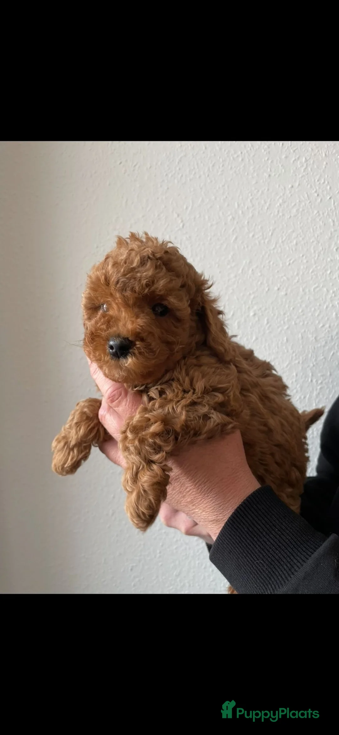 Poedel Toy honden te koop: Toy poedel pups - Advertentie 2