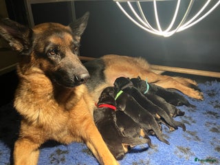 Duitse Herder honden Prachtige Duitse Herder Puppy’s met Stamboom! - Advertentie 1