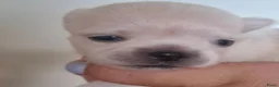 Chihuahua honden te koop: 2 chihuahua teefjes - Advertentie 3