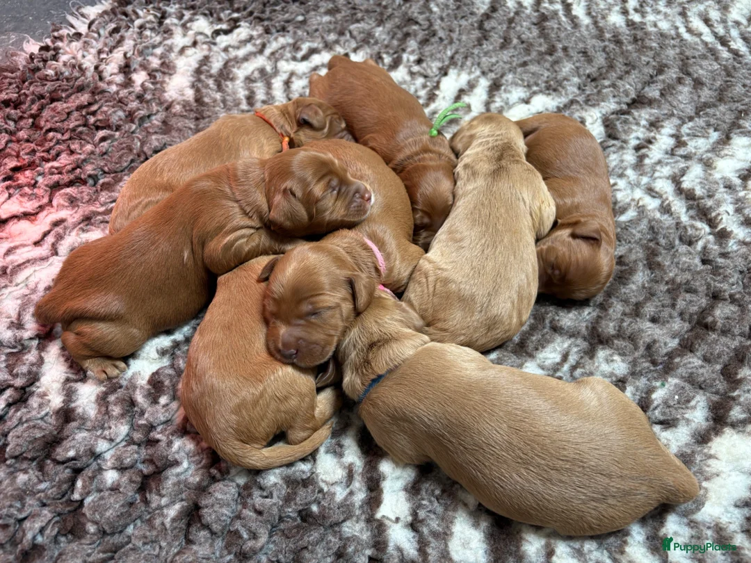Australian Labradoodle honden te koop: Australian Labradoodle pups van geteste ouders  - Advertentie 2