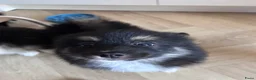 Pomsky honden te koop: 6 pomskys - Advertentie 16