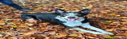 Border Collie honden te koop: Border collie teefje  in Kampen - Advertentie 4