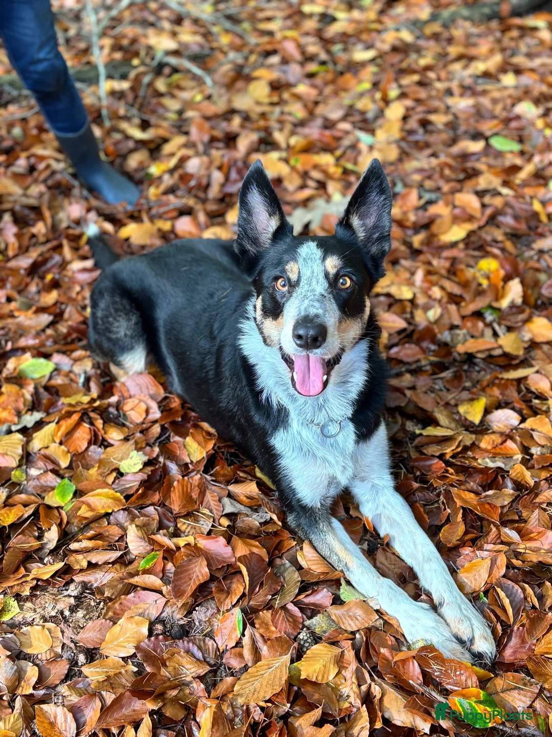 Border Collie honden te koop: Border collie teefje  in Kampen - Advertentie 4