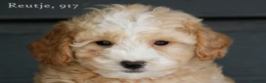 Maltipoo 1