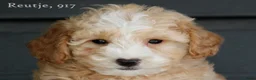 Maltipoo honden te koop: Leuke Maltipoo pups - Advertentie 17