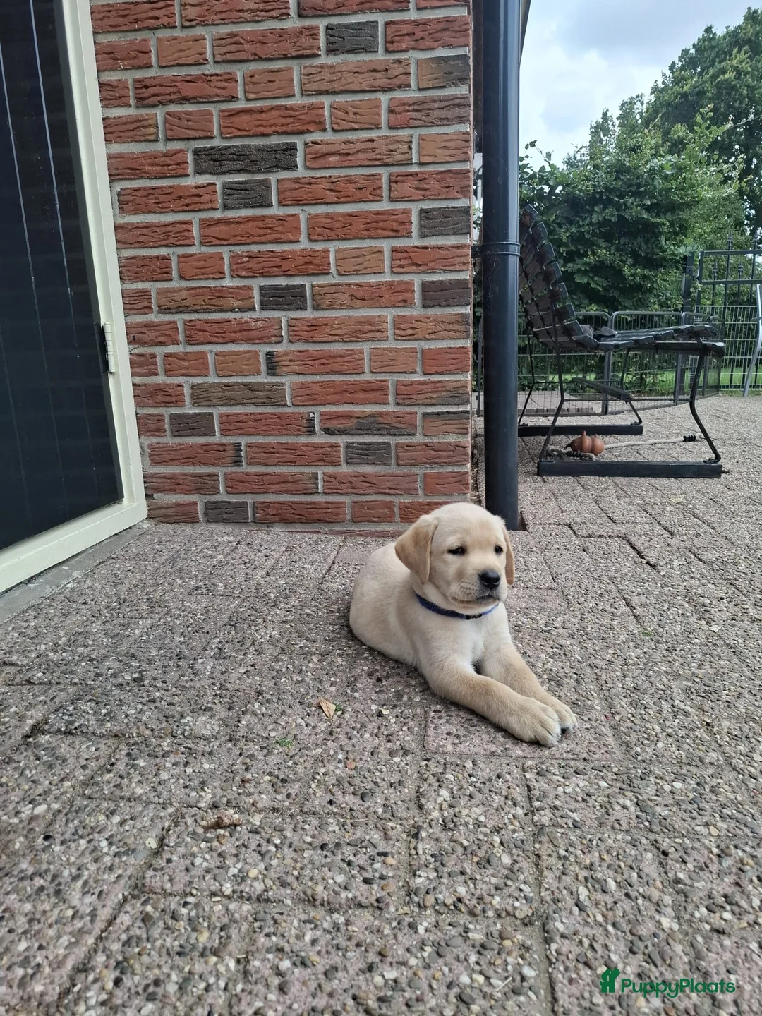 Labrador Retriever honden te koop: Labrador reutje te koop - Advertentie 1