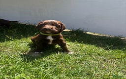 Duitse Staande Hond Langhaar honden te koop: Duitse staande langhaar pups  in Maastricht - Afbeelding 6