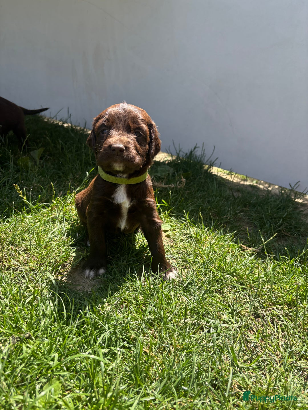 Duitse Staande Hond Langhaar honden te koop: Duitse staande langhaar pups  in Maastricht - Afbeelding 6